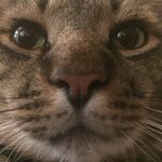 Aaron Maines - @bananacat_160 - Instagram
