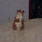squirrel - @aaronmangels1997 - Instagram