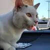 the person  that hates toys - @aaronmarmolejo285 - TikTok