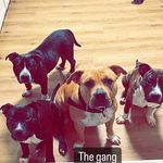 Aaron Maxwell - @5150_madhouz_bullz - Instagram