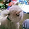 aaronmedeirosli90 - @aaronmedeirosli90 - TikTok