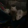 🐀🐁 - @aaronsmischeif - TikTok