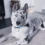 Aaron Mercer - @aaronmercier1510 - Instagram