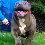 Aaron Mugleston - @muglestonspitbullfarm - Instagram