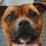 Aaron Sidey - @aaronmunchkin - Instagram