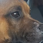 AaronMunchkin - @aaronthemunchkin - Instagram