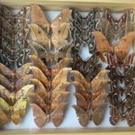 Aaron Olsen - @theinsectcollector - Instagram
