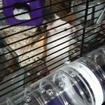 Aaron  _ oscar - @oscarthe_whitehamster - Instagram