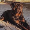 Aaron ⚜️ - @aaron.rottweiler - TikTok