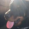 Aaron - @aaronrottweiler - TikTok