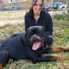 Enzo & Aaron Rott - @aaron_rottweiler - TikTok
