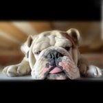 Aaron Otto - @aaron_otto_bulldog - Instagram