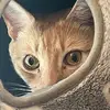 aaron pagan - @aaron.pagan4 - TikTok