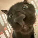 aaron-purrzos-pancakes - @aaron_purr_loves_pancakes - Instagram