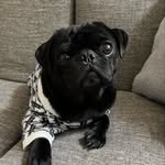 Aaron Pang - @aaronpanguin - Instagram