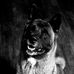 Aaron Pena - Facebook