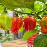 Aaron’s Peppers - @aarons_peppers - Instagram