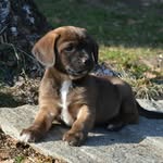 il_piccolo_aron - @aron_cagnolino_perfetto - Instagram