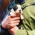 Aaron Pickering - @franklin_boston_terrier - Instagram