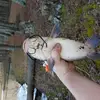 Aaron Polhemus - @2176369269 - TikTok