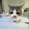 aaron_poon - @aaron_poon - TikTok