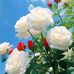Irin Parvin - Facebook