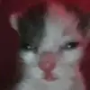 𝒍𝒐𝒗𝒆 𝒚𝒐𝒖 𝒔𝒐𝒐 <33 - @._.aaronqua - TikTok