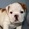 aaronquigley388 - @aaronquigley388 - TikTok