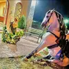 Aron Quihuis - @aron.quihuis - TikTok