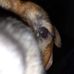 Aaron Ramey - Facebook