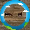 Aaron RedDog - @aaronreddog - TikTok