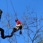 Aaron Redman - @tree_man_roper - Instagram