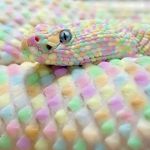 Aaron Reiter - @neosnake37 - Instagram