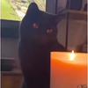 Ashlynd.N - @aaronrepper - TikTok