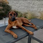 Aaron - @aaron_rhodesianridgeback - Instagram