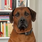 Beatrix H.-Jammertzheim - @aaron_rhodesian_ridgeback - Instagram