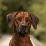 Aaron - @aaron_the_ridgeback - Instagram