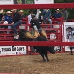 Aaron Presley - @aaronpresleybullriding - Instagram