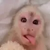 Aaron\ahriel - @sp2m_832 - TikTok