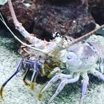 Aaron Riner - @aaronriner2006 - Instagram