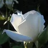 aaronrinion - @aaronrinion - TikTok