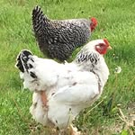 Aaron Rocco Brown - @happy_hens_eggs - Instagram