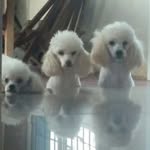 Pimpollos de mamá 🐾 - @moli.rocco.aaron - Instagram