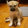 favdogs - @aaronadonis8 - TikTok