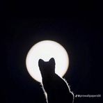 Ariyan Rohman Chowdhury - Facebook