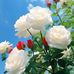 Rolice Arun - Facebook