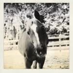 •|aaron||rosebud|• - @trot.that.trot - Instagram
