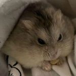 Aron Rosinski - @sub_to_aroniigaming - Instagram