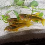 Aaron Salisbury - @aaronsalisburyaquatics - Instagram
