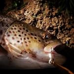aaron salzman - @salzman_307_fishing - Instagram